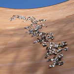 Studio Roso's Evergreen